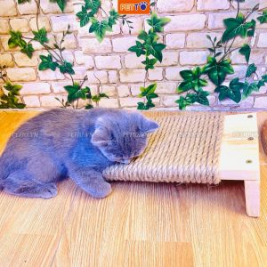 Bàn Cào Móng Cho Mèo Giá Rẻ CT030