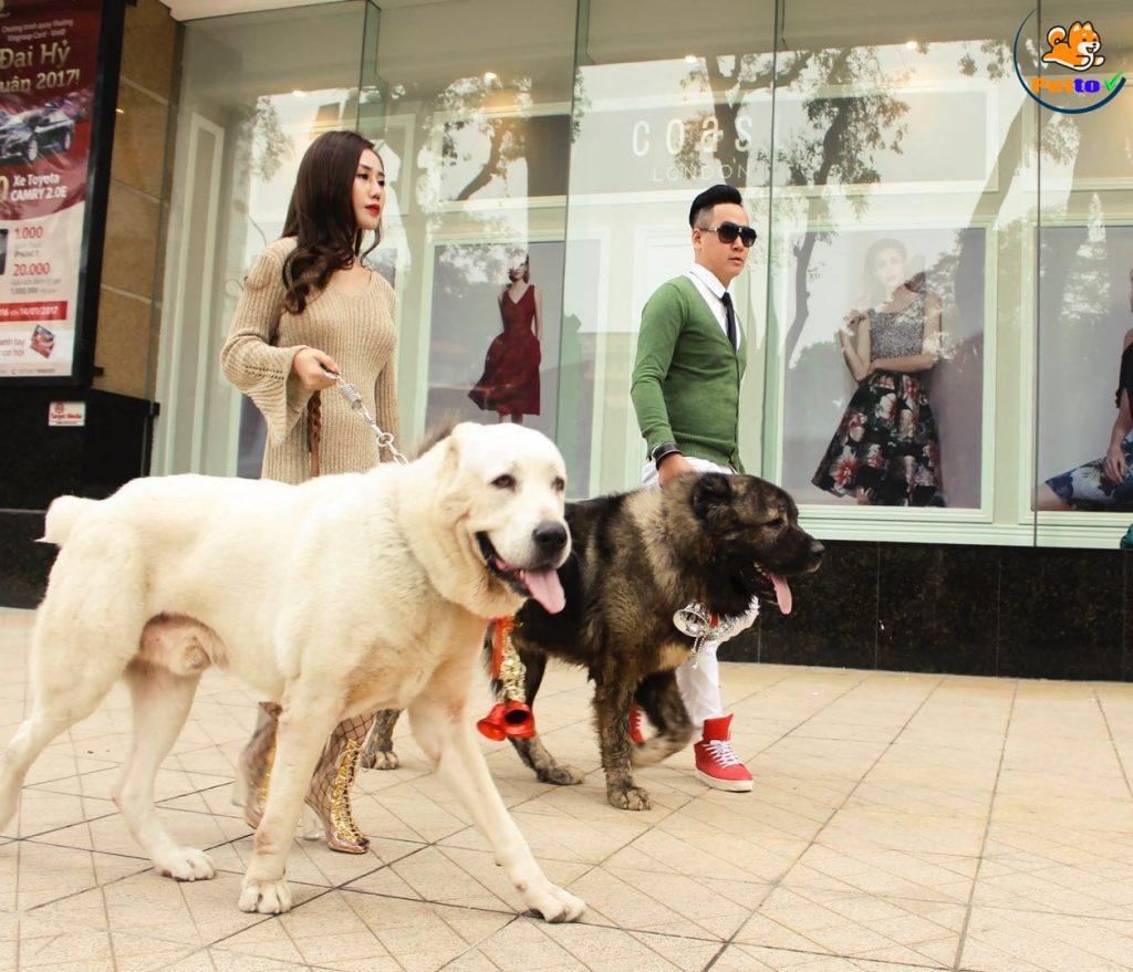 Chó Alabai Có Giá Bao Nhiêu?