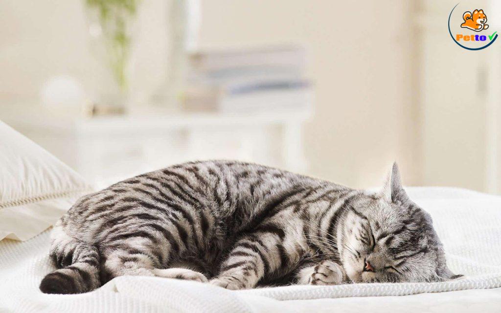 bệnh truyền nhiêm ở mèo