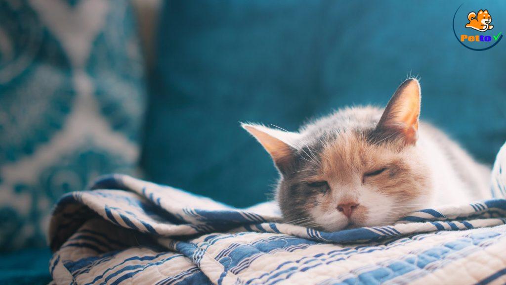 Ngủ chấm muối là như thế này