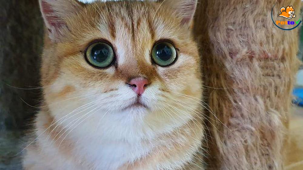 bạn hiểu gì về loài mèo