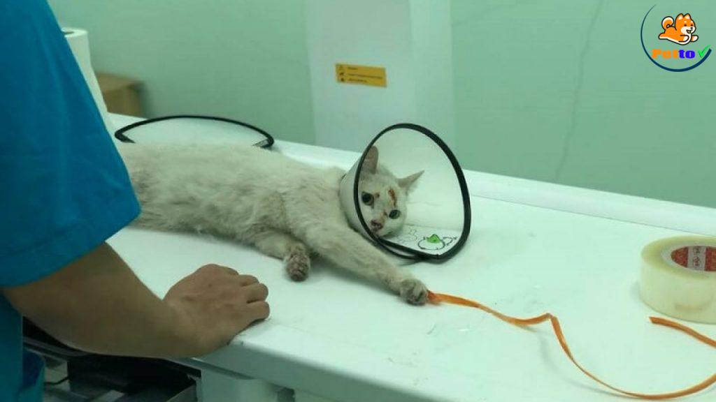 Theo dõi sức khỏe cho mèo