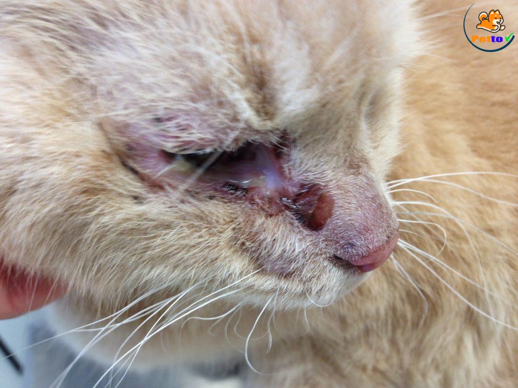 chứng lộn mí mắt ở mèo