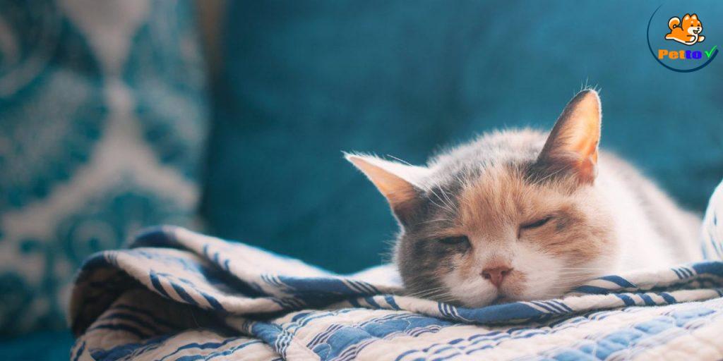 mèo già cũng ngủ rất nhiều