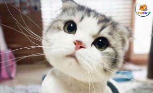 ngôn ngữ cơ thể của mèo