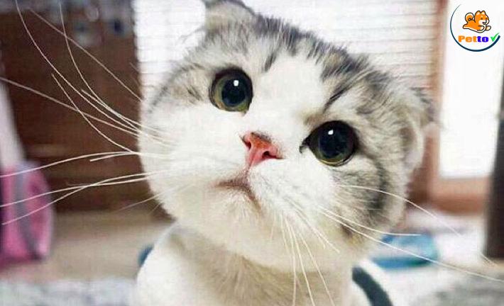 ngôn ngữ cơ thể của mèo