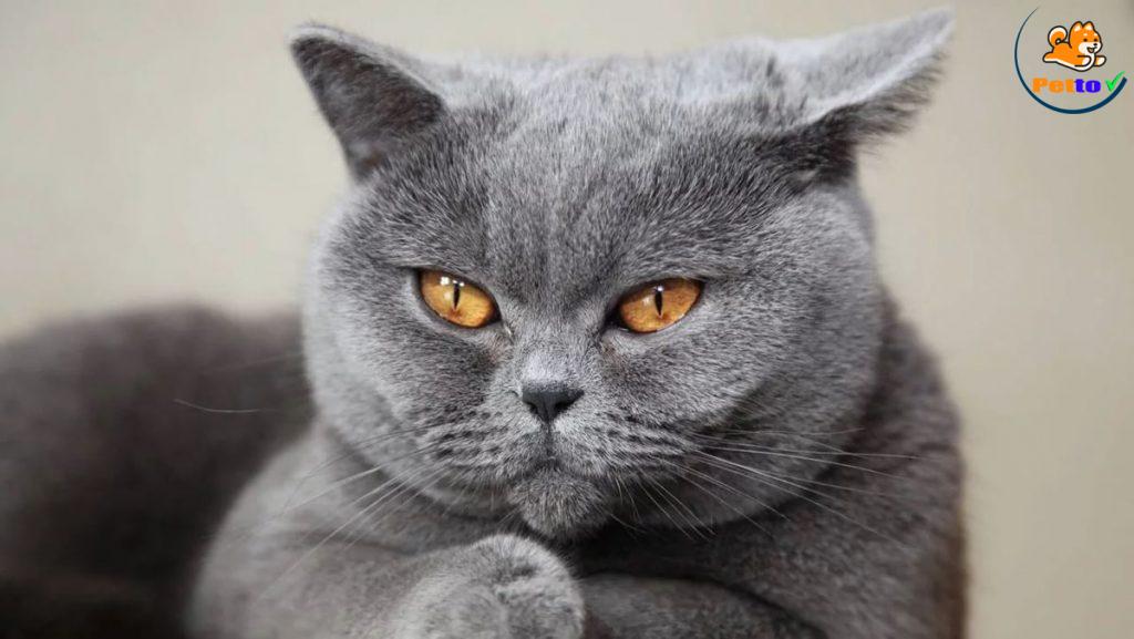 mèo có thể nói qua chuyển động tai