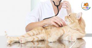 khám bệnh cho mèo