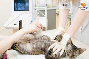 siêu âm mèo để làm gì?