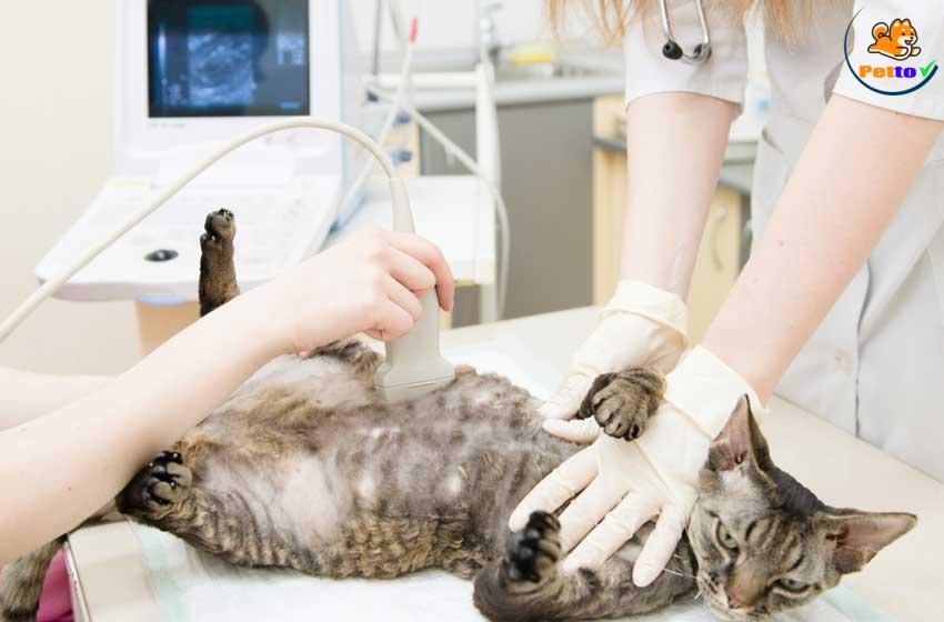 siêu âm mèo để làm gì?