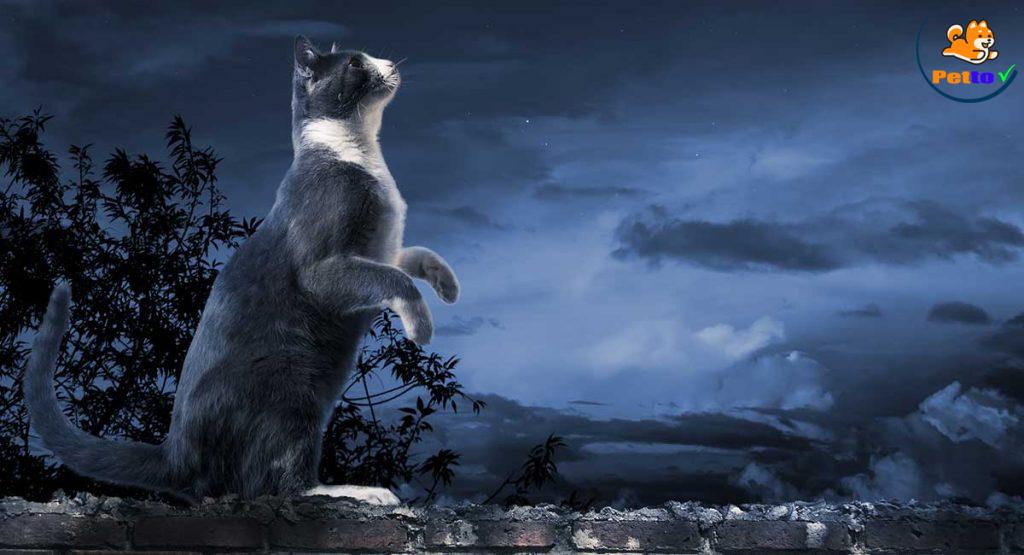 Mèo kêu gào vào ban đêm là thói quen thường thấy ở mèo