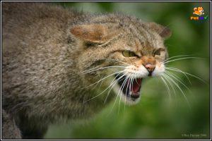 tiếng kêu của mèo