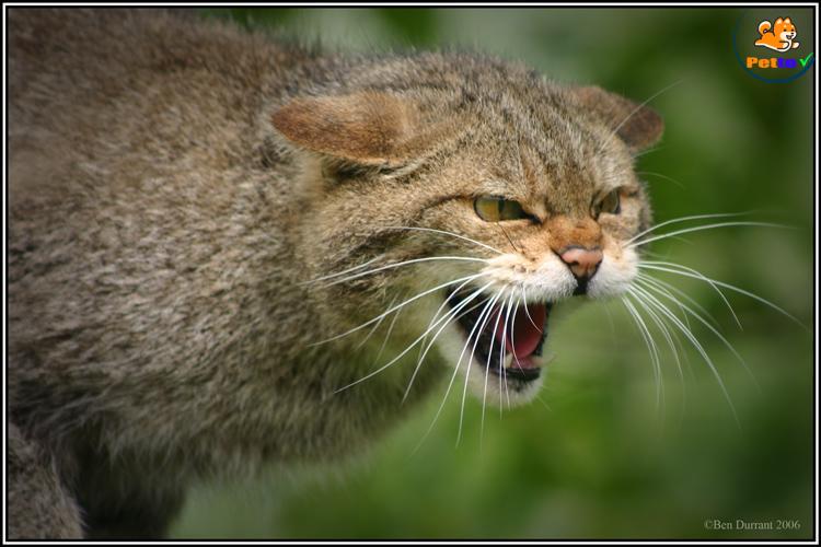 tiếng kêu của mèo