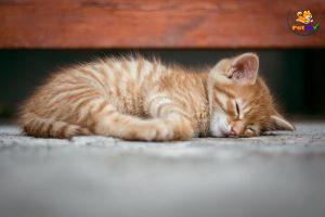 mèo bị bệnh đường tiêu hóa