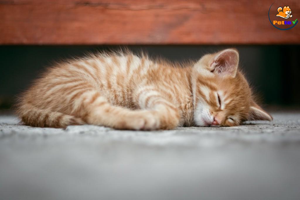 mèo bị bệnh đường tiêu hóa