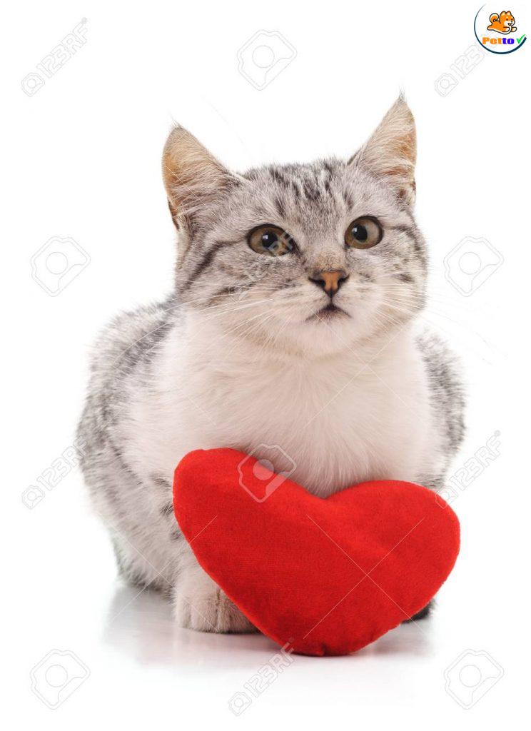 bệnh về tim ở mèo