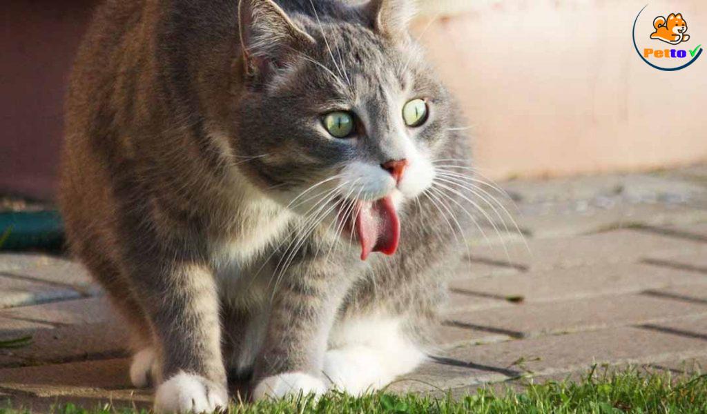 các bệnh về phổi ở mèo