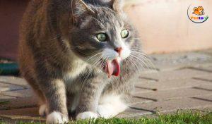 các bệnh về phổi ở mèo