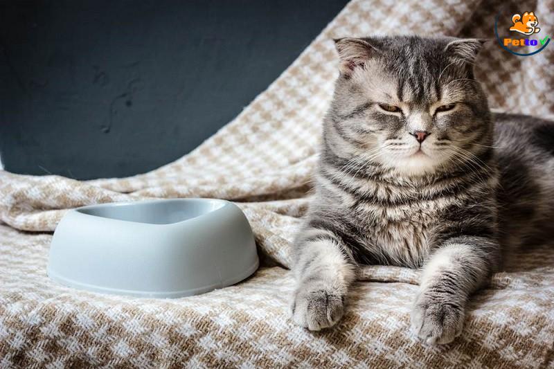 cách triệt sản mèo