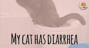 chăm sóc mèo bị tiêu chảy