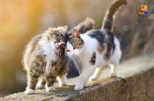 dấu hiệu động dục ở mèo