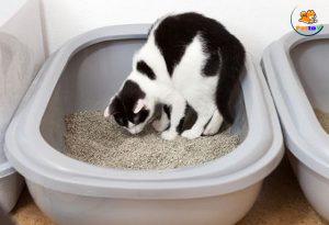 mèo ăn cát vệ sinh