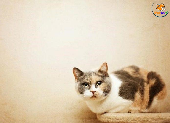 Mèo bị cao huyết áp bệnh gì