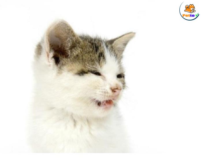 mèo bị hắt hơi