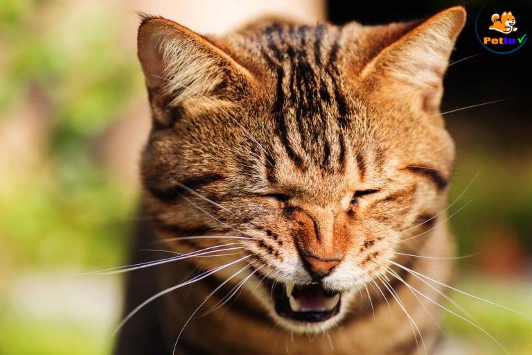 mèo bị khó nuốt