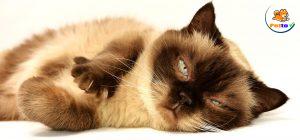 mèo bị ngất xỉu