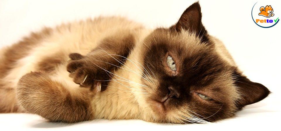 mèo bị ngất xỉu