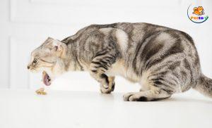 mèo bị nôn mửa