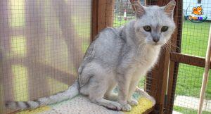 chăm mèo sụt cân