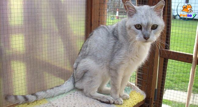 chăm mèo sụt cân