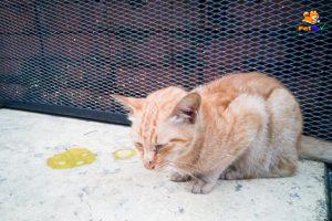 mèo bị tiêu chảy