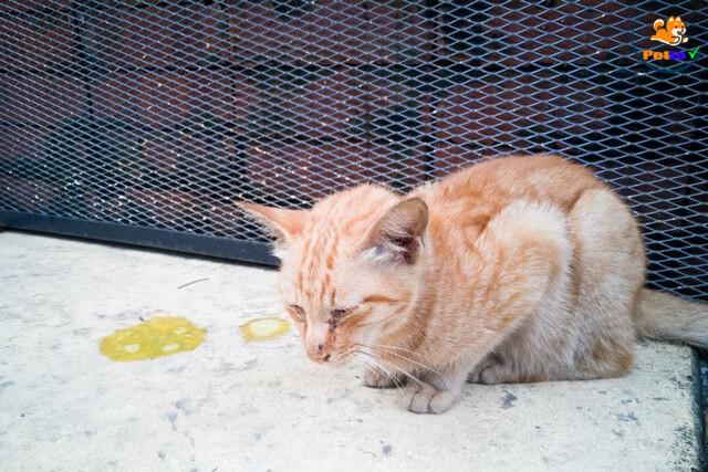 mèo bị tiêu chảy