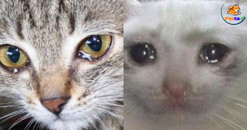 tại sao mèo chảy nước mắt nhiều?