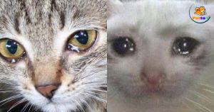 tại sao mèo chảy nước mắt nhiều?