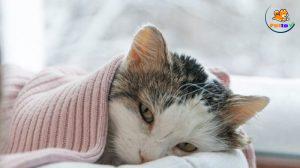 mèo bị đau bụng