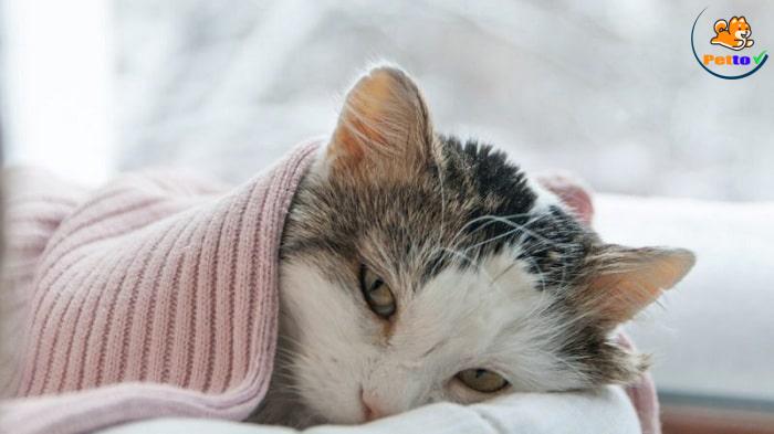 mèo bị đau bụng