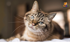 điều trị mèo đái ra máu