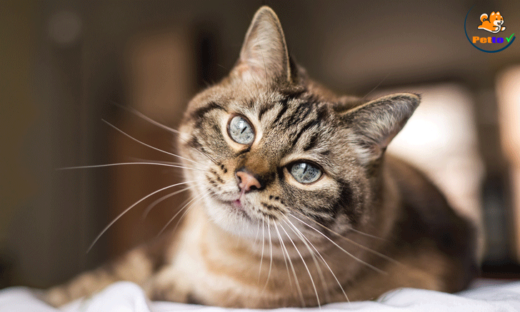 điều trị mèo đái ra máu