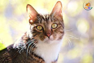 mèo mấy tuổi thì triệt sản