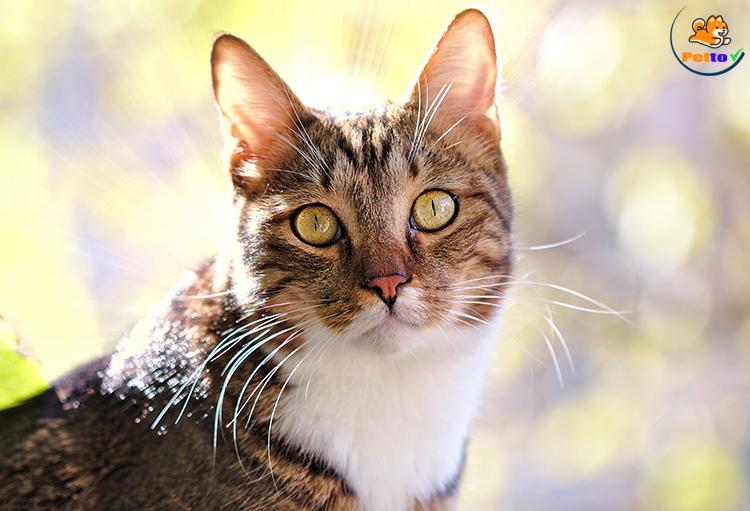 mèo mấy tuổi thì triệt sản