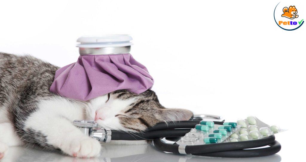 mèo bị sa hậu môn