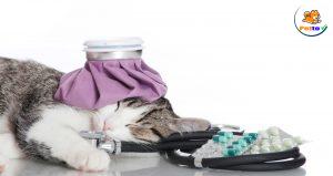 mèo bị sa hậu môn