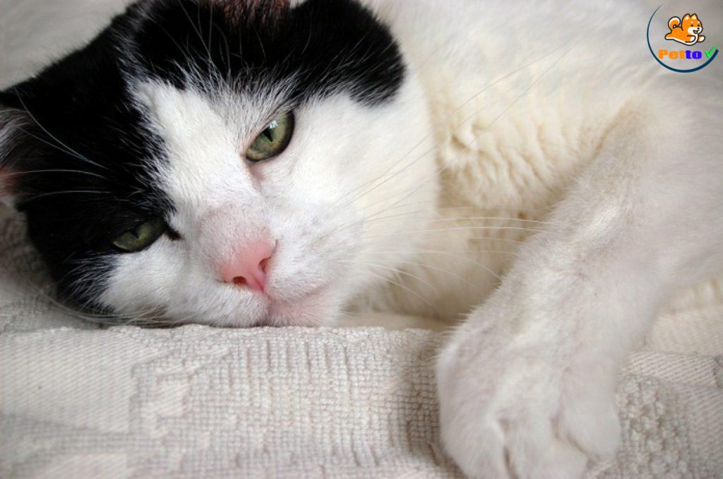 mèo thở gấp do đâu