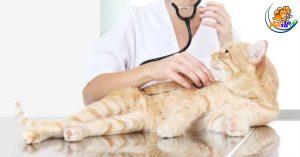 nghe tim chẩn đoán bệnh mèo