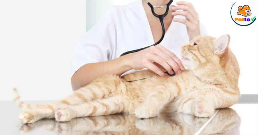 nghe tim chẩn đoán bệnh mèo