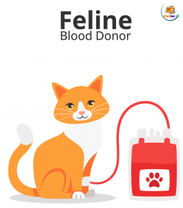 truyền máu mèo